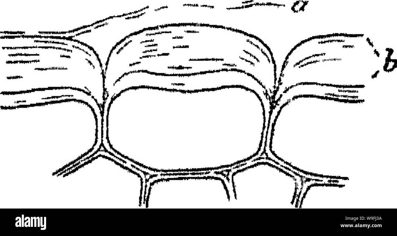 Archive image from page 45 of Principles of the anatomy and Stock Photo
