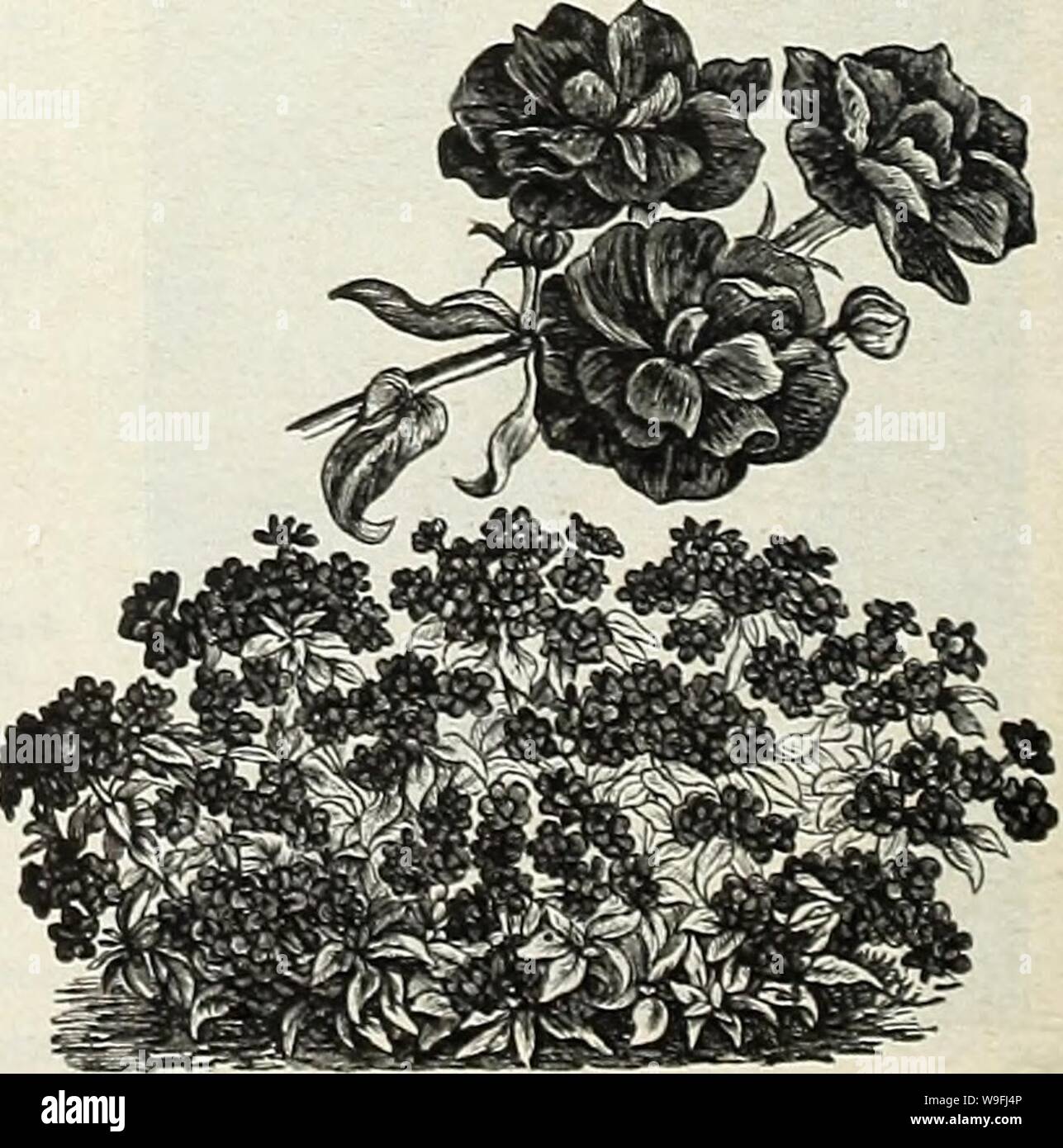 Archive image from page 45 of Currie's garden annual  spring. Currie's garden annual : spring 1931 56th year  curriesgardenann19curr Year: 1931 ( Hardy Perennial Phlox. LARGE-FLOWERING DWARF PHLOX A type combining the size of the individual flower and head of the finest Grandifloras, but of dwarf, compact growth, a perfect combination; and while they do not come in the large variety of colors found in the taller-growing sorts, they will be found very effective for beds, borders, etc., etc. 6 inches. Finest Mixed Colors—Pkt., 10c;  oz., 75c. HARDY PERENNIAL PHLOX (P. DECUSSATA) Hardy herbaceous Stock Photo