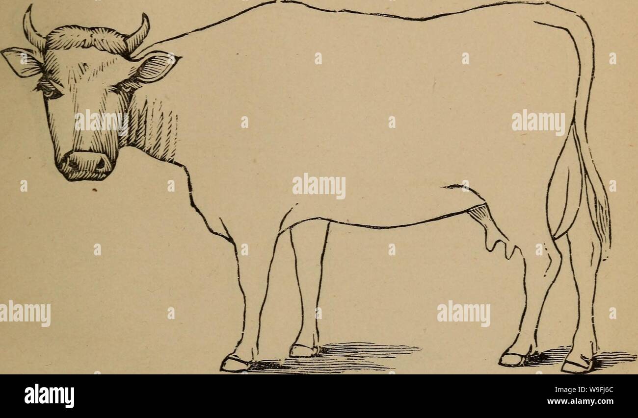 Archive image from page 46 of Cunningham's device for stockmen and. Cunningham's device for stockmen and farmers  cunninghamsdevi00cunn Year: 1882 ( Age .. Defects DESCRIPTION Brands Stock Photo