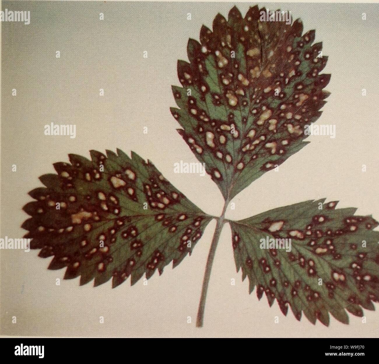 Archive image from page 46 of Culture du fraisier dans l'est. Culture du fraisier dans l'est du Canada  culturedufraisie00crai Year: 1977 ( Gravure 3 Fraises Ã diffÃrents stades de maturation infectÃes par la moisissure grise.    Tache commune 47 Stock Photo