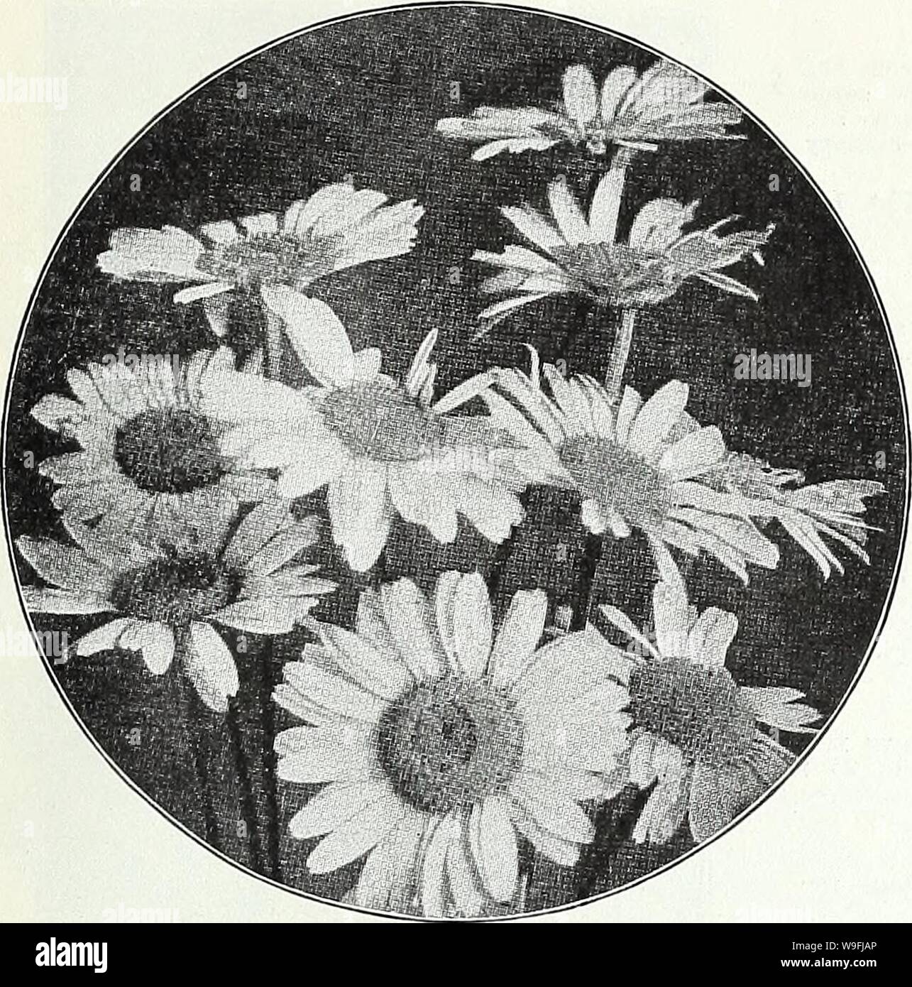 Archive image from page 46 of Currie's garden annual  spring,. Currie's garden annual : spring, 1935 60th year  curriesgardenann19curr 1 Year: 1935 ( CURRIE BROTHERS CO., MILWAUKEE, WIS Page 43    ARABIS (Rock Cress) ALPINA—A hardy perennial and one of the earliest and pretti- est spring flowers. The spreading tufts are covered with a sheet of pure white flowers as soon as the snow disappears. Unequalled for rockeries or edging ; withstands the drought, and is always neat. 6 inches. Plants, price, each, 25c; per doz., $2.50; seeds.  oz., 25c Pkt. 10c AURICULA (Primula Auricula) A well-known fa Stock Photo