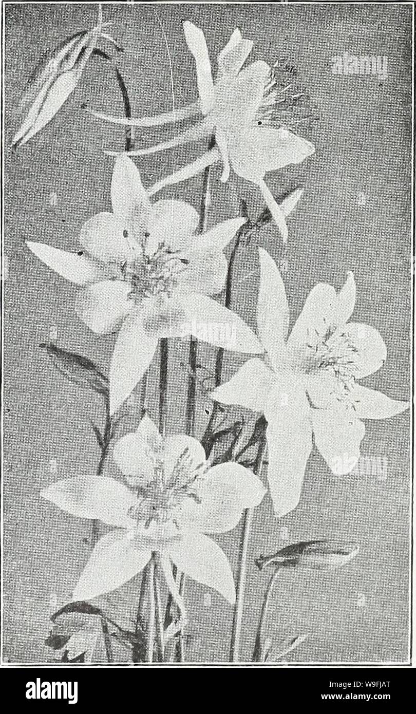 Archive image from page 46 of Currie's garden annual  spring,. Currie's garden annual : spring, 1935 60th year  curriesgardenann19curr 1 Year: 1935 ( ARABIS (Rock Cress) ALPINA—A hardy perennial and one of the earliest and pretti- est spring flowers. The spreading tufts are covered with a sheet of pure white flowers as soon as the snow disappears. Unequalled for rockeries or edging ; withstands the drought, and is always neat. 6 inches. Plants, price, each, 25c; per doz., $2.50; seeds.  oz., 25c Pkt. 10c AURICULA (Primula Auricula) A well-known favorite of great heauty; seed saved from splendi Stock Photo
