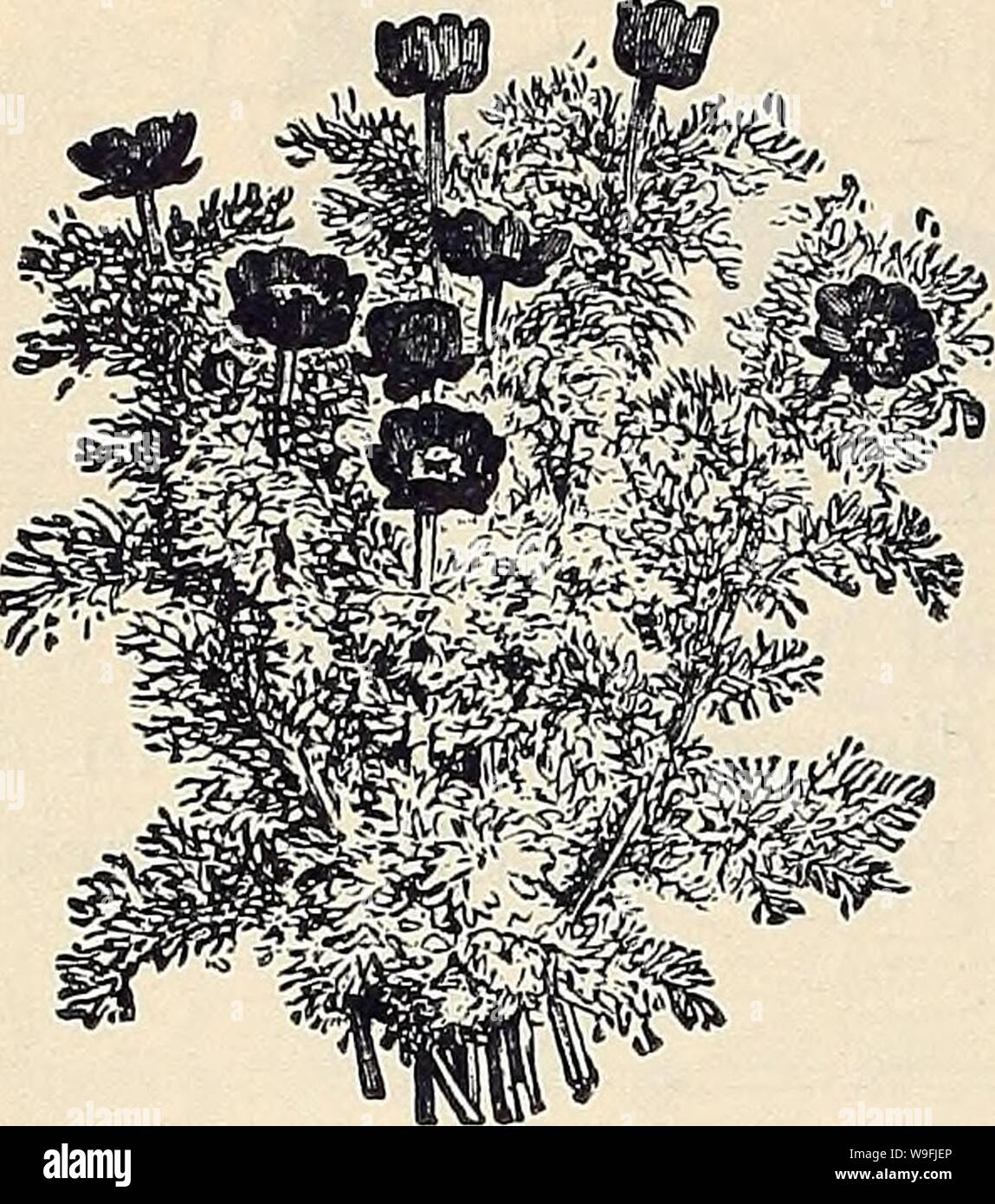 Archive image from page 47 of Currie Bros' horticultural guide . Currie Bros.' horticultural guide : spring 1888  curriebroshortic1888curr Year: 1888 ( 44 Qjrri Bros/ |1ortieultural Quide.-    ADONIS. This showy plant is of uausnal merit on account of its adapting itself to any circumstances under which it may be placed. If partially shaded, it re- mains a long time in bloom. Hardy annuals. .ffistivalis (Flos Adonis)—Scarlet, 1 foot 5 Autumnalis (Pheasant's Eye)—Crimson, 1 foot.., 5 Stock Photo