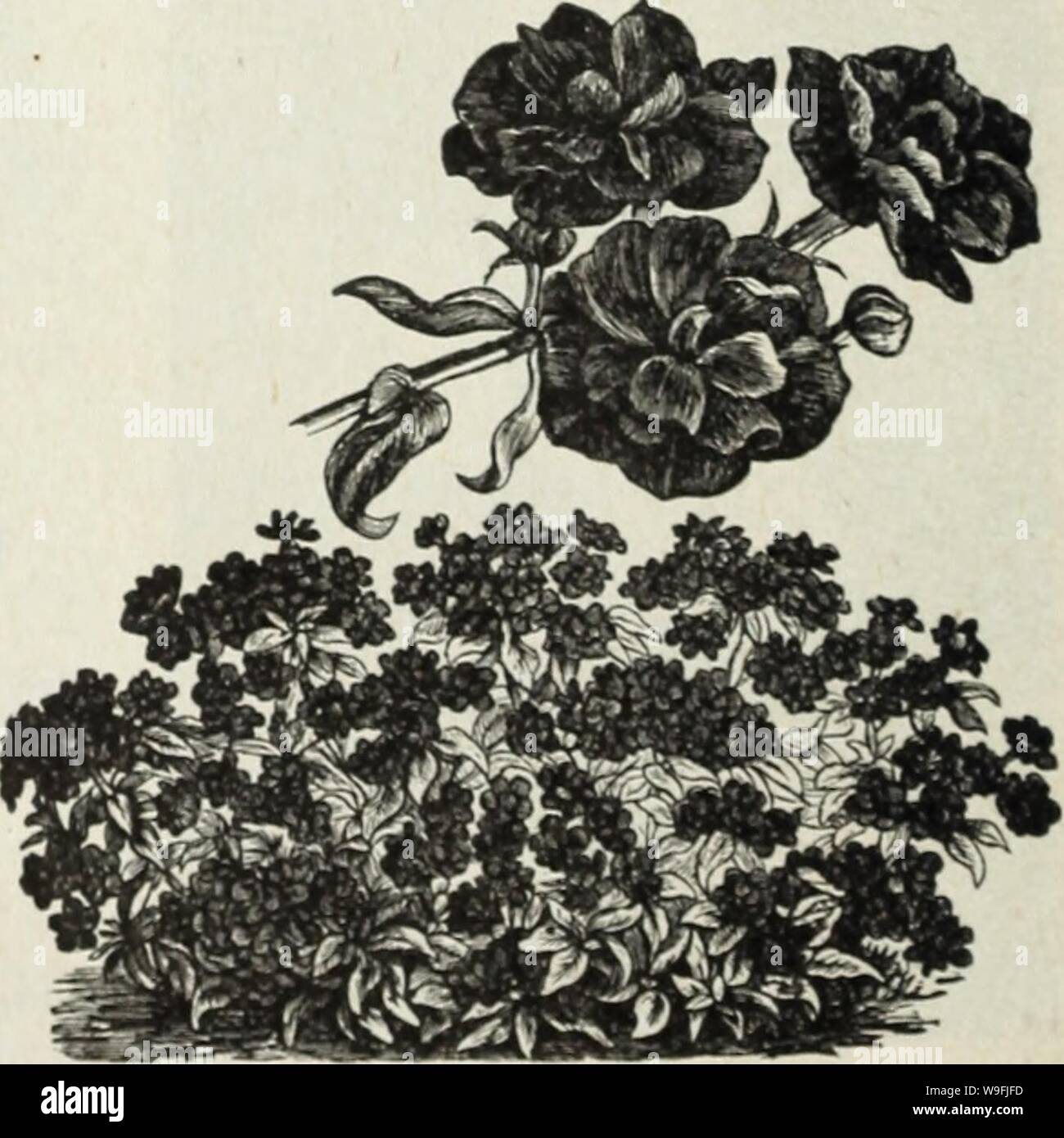 Archive image from page 47 of Currie's farm and garden annual. Currie's farm and garden annual : spring 1930  curriesfarmgarde19curr Year: 1930 ( Hardy Perennial Phlox. SEMI-DOUBLE PHLOX Pkt. Especially desirable for cut flowers lasting better than the single sorts. To produce the best results they should be grown in a light soil. Finest mixed colors.  oz., 50c $0.10 LARGE-FLOWERING DWARF PHLOX A type combining the size of the individual flower and head of the finest Grandifloras, but of dwarf, compact growth, a perfect combination; and while they do not come in the large variety of colors fou Stock Photo