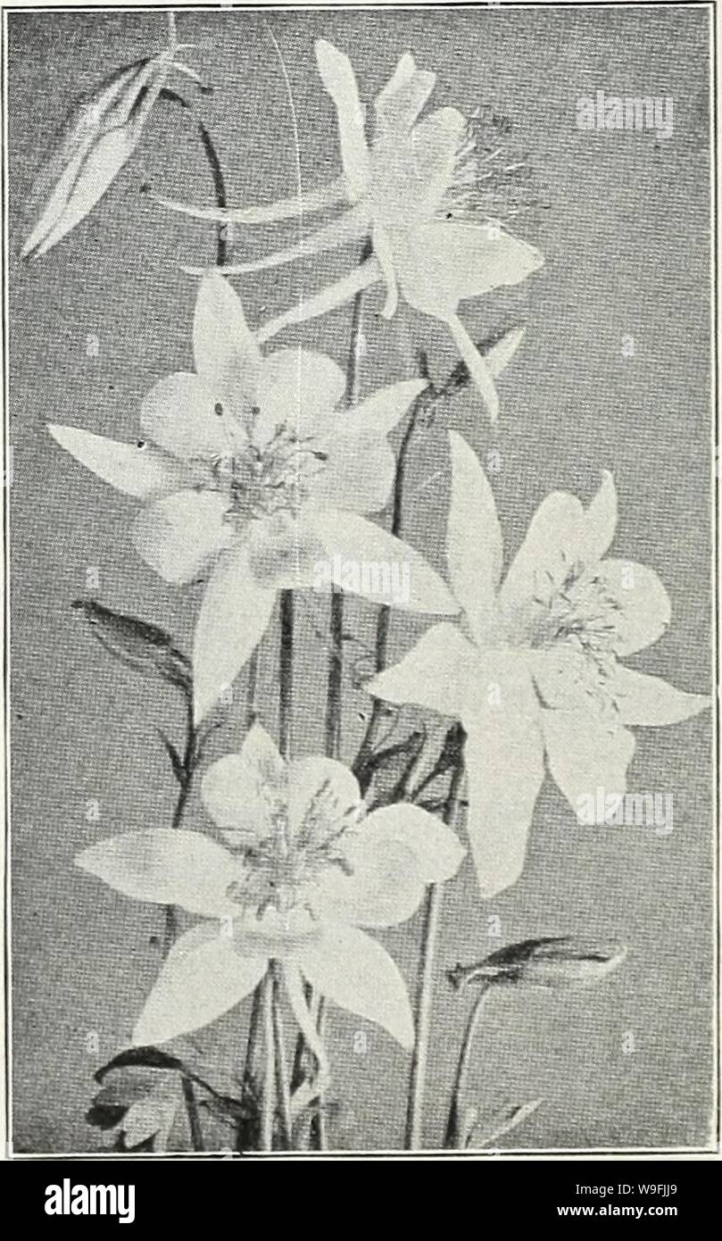 Archive image from page 47 of Currie's garden annual  spring. Currie's garden annual : spring 1934 59th year  curriesgardenann19curr 0 Year: 1934 ( ARABIS (Rock Cress) ALPINA—A hardy perennial and one of the earliest and prettiest spring flowers. The spreading tufts are covered with a sheet of pure white flowers as soon as the snow disappears. Unequaled for rockeries or edging; withstands the drought, and is always neat. 6 inches. Plants, price, each, 25c; per dozen, $2.50. Seeds,  oz., 25c Pkt. 10c ARABIS ALPINA ROSEA Delicate pale pink. Plants, price, each, 35c; per dozen, $3.50 AURICULA (Pr Stock Photo