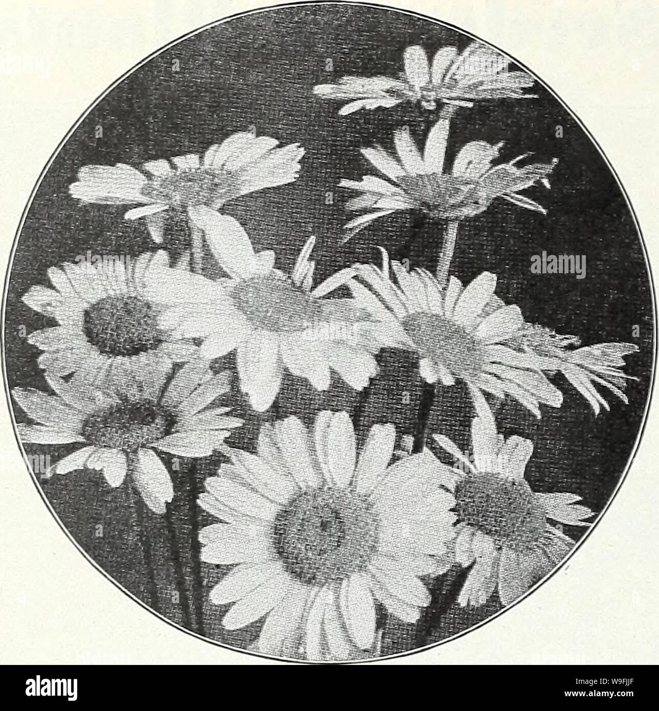 Archive image from page 47 of Currie's garden annual  spring. Currie's garden annual : spring 1934 59th year  curriesgardenann19curr 0 Year: 1934 ( Page 44 CURRIE BROTHERS CO., MILWAUKEE, WIS    ARABIS (Rock Cress) ALPINA—A hardy perennial and one of the earliest and prettiest spring flowers. The spreading tufts are covered with a sheet of pure white flowers as soon as the snow disappears. Unequaled for rockeries or edging; withstands the drought, and is always neat. 6 inches. Plants, price, each, 25c; per dozen, $2.50. Seeds,  oz., 25c Pkt. 10c ARABIS ALPINA ROSEA Delicate pale pink. Plants, Stock Photo