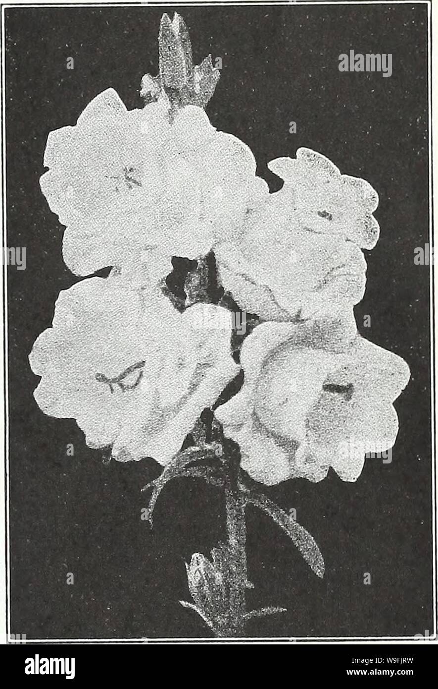 Archive image from page 48 of Currie's garden annual  62nd. Currie's garden annual : 62nd year spring 1937  curriesgardenann19curr 3 Year: 1937 ( CURRIE BROTHERS CO., MILWAUKEE, WIS Page 45 BOLTONIA (False Chamonile) Showy plants, bearing single aster-like flowers in great abundance. ASTEROIDES—Pure white. LATISQUAMA—Lavender pink. Plants, price, each, 25c; per doz $2.50 BUDDLEIA (Butterfly Bush, or Summer Lilac) MAGNIFICA—The finest variety, with large spikes of dark blue flowers. Plants, price, each, 50c: per doz $5.00 HARDY BORDER CARNATION Perennial varieties blooming from the seed the sec Stock Photo