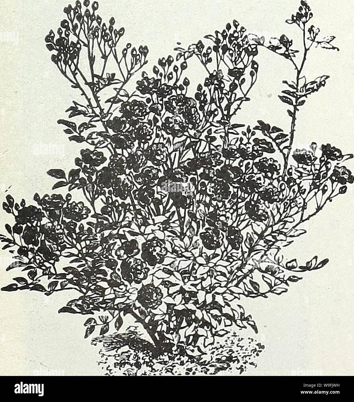Archive image from page 48 of Currie's garden annual  spring. Currie's garden annual : spring 1931 56th year  curriesgardenann19curr Year: 1931 ( CURRIE BROTHERS CO. MILWAUKEE, WISCONSIN SOLANUM A very useful ornamental pot plant for winter decoration, bearing in the greatest profusion, bright scarlet globular berries. Pkt. Capsicastrum Nanum (Jerusalem Cherry) .. .$0.10 Cleveland!, or Cleveland Cherry—An improve- ment on the foregoing, carrying the fruits well above the foliage and in greater pro- fusion 20 RANUNCULUS ASIATICUS IMPROVED PALESTINE STRAIN (RAGIONIERI) A remarkable creation of t Stock Photo