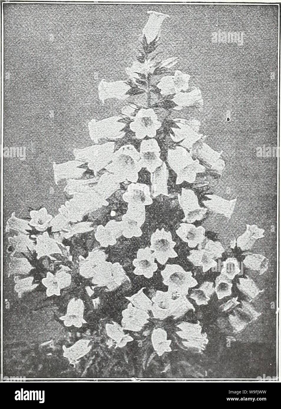 Archive image from page 48 of Currie's garden annual  spring. Currie's garden annual : spring 1934 59th year  curriesgardenann19curr 0 Year: 1934 ( BOLTONIA (False Chamonile) Showy plants, bearing single aster-like flowers in great abundance. ASTEROIDES—Pure white. LATISQUAMA—Lavender Pink. Plants, price, each, 25c; per dozen, $2.50. BUDDLEIA (Butterfly Bush, or Summer Lilac) large spikes of dark blue flowers. Plants, HARDY BORDER CARNATION Perennial varieties blooming from the seed the second year after sowing. Seed sown in spring will produce strong plants in fall, which can be left in the o Stock Photo