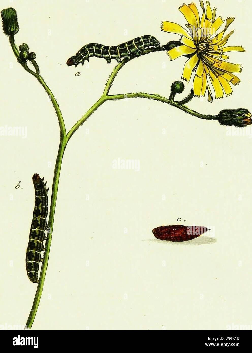 Archive image from page 48 of Geschichte europäischer Schmetterlinge (1806). Geschichte europäischer Schmetterlinge  CUbiodiversity1742385-9606 Year: 1806 ( —L ar&ce., &lt;Cvd&p€r. IK i Aoc£zu&, JT. ,j;. uirue-, -JLi. öl- .    is. 3. c-. (Je Stock Photo
