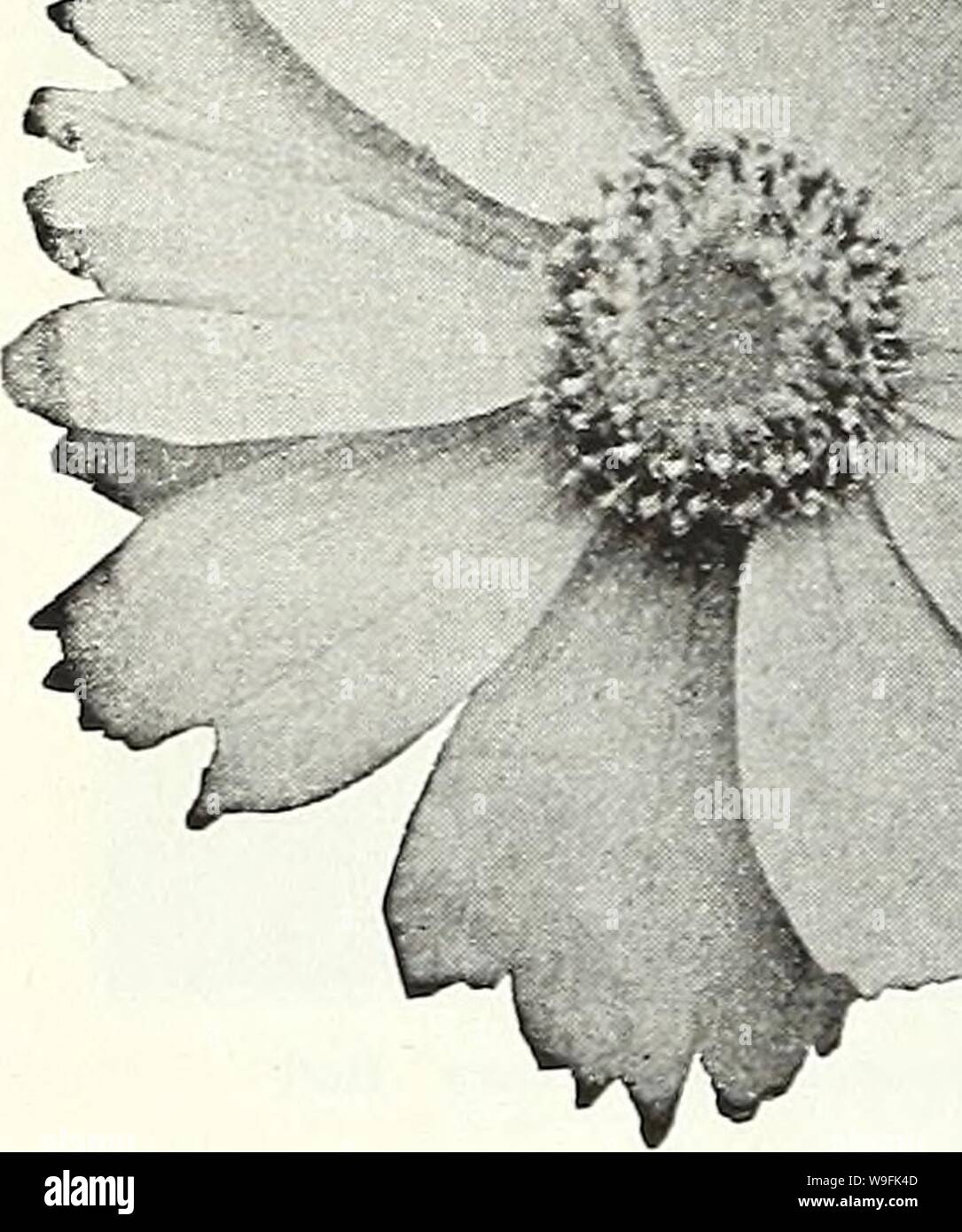 Archive image from page 49 of Currie's garden annual  62nd. Currie's garden annual : 62nd year spring 1937  curriesgardenann19curr 3 Year: 1937 ( Page 46 CURRIE BROTHERS CO LWAUKEE, WIS r r' r v-    Coreopsis—'Mayfield Giant' HARDY PERENNIAL CANDYTUFT GIBRALTRICA — White, shading to lilac. Seeds    „    Pkt. JOc SEMPERVIRENS — White. Plants, price, each. 25c. Seeds - — Pkt. 10c CATANANCHE Charming, hardy perennial, attaining about 3 feet in height. Excellent for cutting or as a border plant. BICOLOR—Blue and white flowers. Seeds Pkt. 15c COERULEA—Blue flowers. Seeds Pkt. 15e CRUCIANELLA (Cross Stock Photo