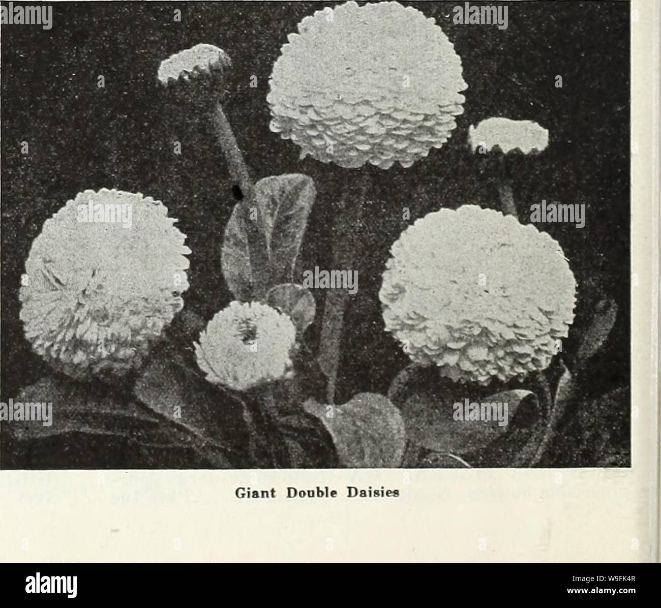 Archive image from page 49 of Currie's garden annual  62nd. Currie's garden annual : 62nd year spring 1937  curriesgardenann19curr 3 Year: 1937 ( Coreopsis—'Mayfield Giant' HARDY PERENNIAL CANDYTUFT GIBRALTRICA — White, shading to lilac. Seeds    „    Pkt. JOc SEMPERVIRENS — White. Plants, price, each. 25c. Seeds - — Pkt. 10c CATANANCHE Charming, hardy perennial, attaining about 3 feet in height. Excellent for cutting or as a border plant. BICOLOR—Blue and white flowers. Seeds Pkt. 15c COERULEA—Blue flowers. Seeds Pkt. 15e CRUCIANELLA (Crosstvort) STYLOSA-—Hardy perennial, suitable for rock wo Stock Photo