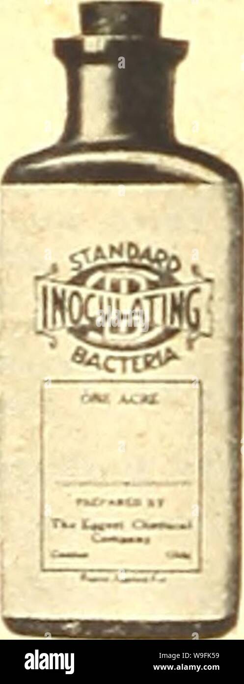 Archive image from page 49 of Currie's farm and garden annual. Currie's farm and garden annual : spring 1921 46th year  curriesfarmgarde19curr 4 Year: 1921 ( The Guaranteed Legume Inoculator    Alfalfa, all clovers, all beans and peas. and vetch, are legumes. Legumes, if in- oculated, will develop on their roots small protuberances, called nodules. These no- dules take nitrogen from the air and sup- ply it to the plant. Nitrogen is one of the most necessary and most expensive of all the chemical elements entering into plant growth. Modern farmers therefore grow their nitrogen, grow it with leg Stock Photo