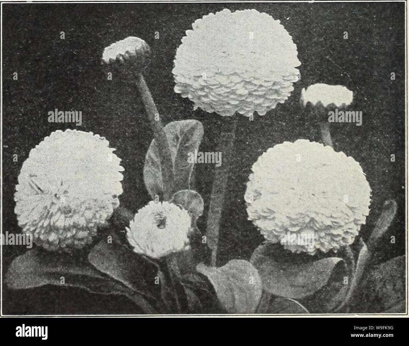 Archive image from page 49 of Currie's garden annual  spring. Currie's garden annual : spring 1934 59th year  curriesgardenann19curr_0 Year: 1934 ( Coreopsis—'Mayfield Giant' CHERIANTHUS ALLIONI (Siberian Wallflower) an annual having bright lendid rock plant. Seeds Pkt. 10c DIELYTRA or DICENTRA (Bleeding Heart) SPECTABILIS—An old-time favorite, with long racemes of pink heart shaped flowers. Plants, price, each, 50c; per dozen, S5.00. EXIMA—Bear compound racemes of deep rose flowers. Plants, price, each, 35c; per dozen, S4.00. HARDY GARDEN CHRYSANTHEMUMS ALASKA (Shasta Daisy)—Bears single pure Stock Photo