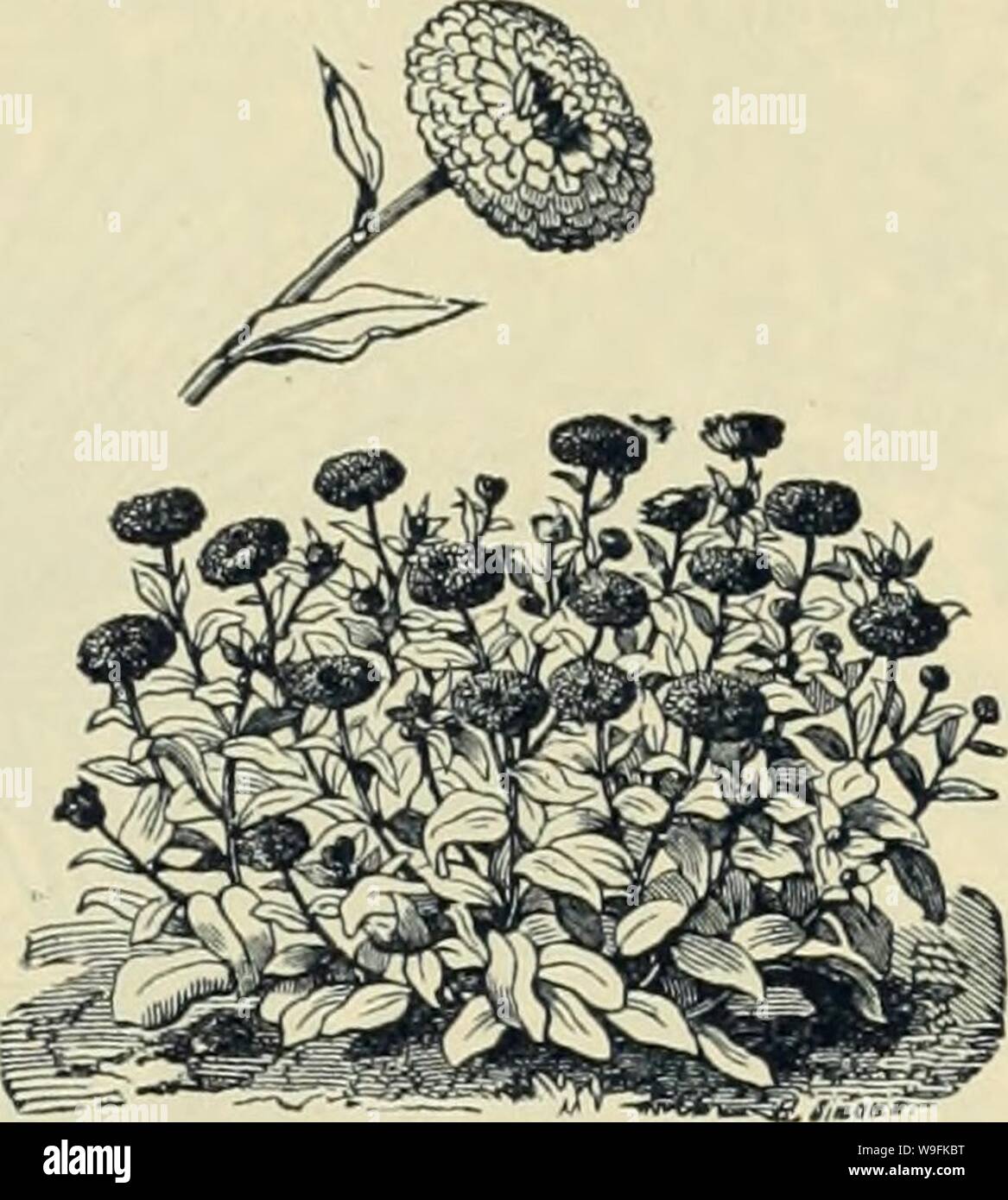 Archive image from page 50 of Currie Bros' horticultural guide . Currie Bros.' horticultural guide : spring 1888  curriebroshortic1888curr Year: 1888 ( CALENDULA-Cape Marigold, Attractive and free-blooming hardy annuals, doing well in almost any situation. The Pot Marigold, C. Pongei, is much prized as a pot plant. Officinalis Le Proust—Uniformly double; nan- keen; edged with brown 5 Officinalis Meteor—A variety, very fine for pot culture, bearing light-yellow flowers striped with bright orange 5 Pluvialis—Pure white; 1 foot 5 Pongei fl. pi. (Pot Marigold)—Double white 5 Prince of Orange—An im Stock Photo