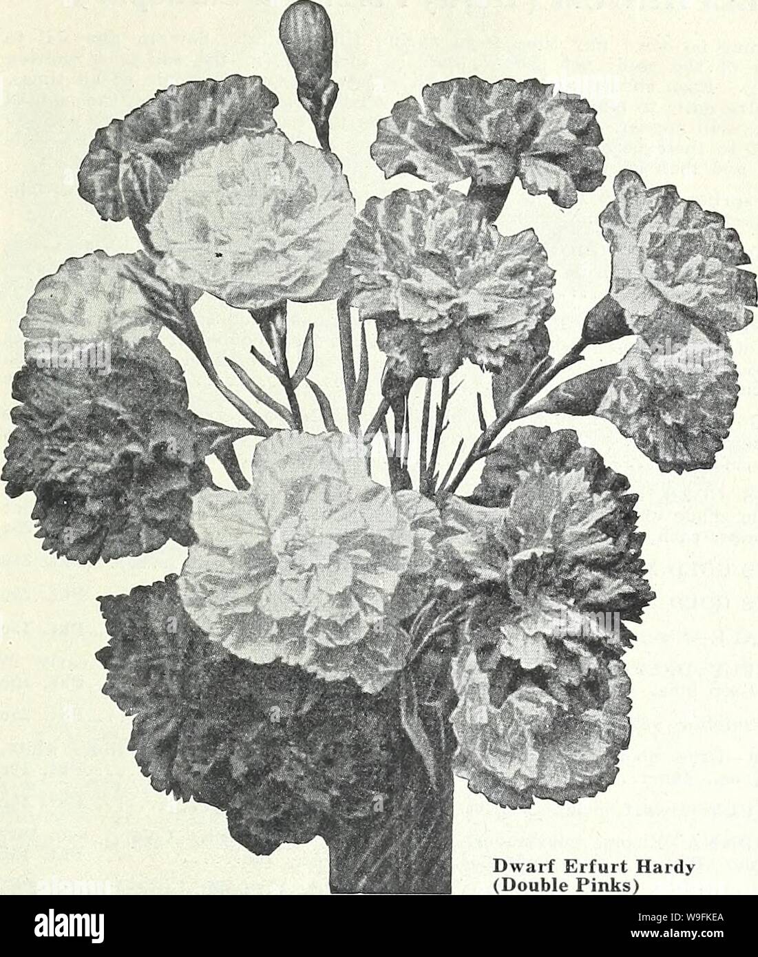 Archive image from page 50 of Currie's garden annual  spring. Currie's garden annual : spring 1934 59th year  curriesgardenann19curr 0 Year: 1934 ( CURRIE BROTHERS CO., MILWAUKEE. WIS Page 47    DIANTHUS GARDEN PINKS These low growing early flowering hardy pinks are especially desirable for the edges of herbaceous borders, where they can remain undisturbed for many years. The flowers have a de- licious, spicy fragrance, fine for cutting. CAESIUS (Cheddar Pink)—Forms compact cushions of glaucous leaves and sweet-scented, rose-pink flowers in May and June; hne for the rock garden. Plants, price, Stock Photo