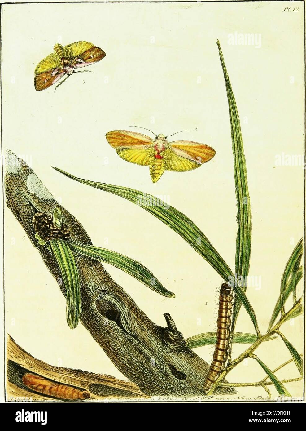 Archive image from page 51 of A natural history of the Stock Photo