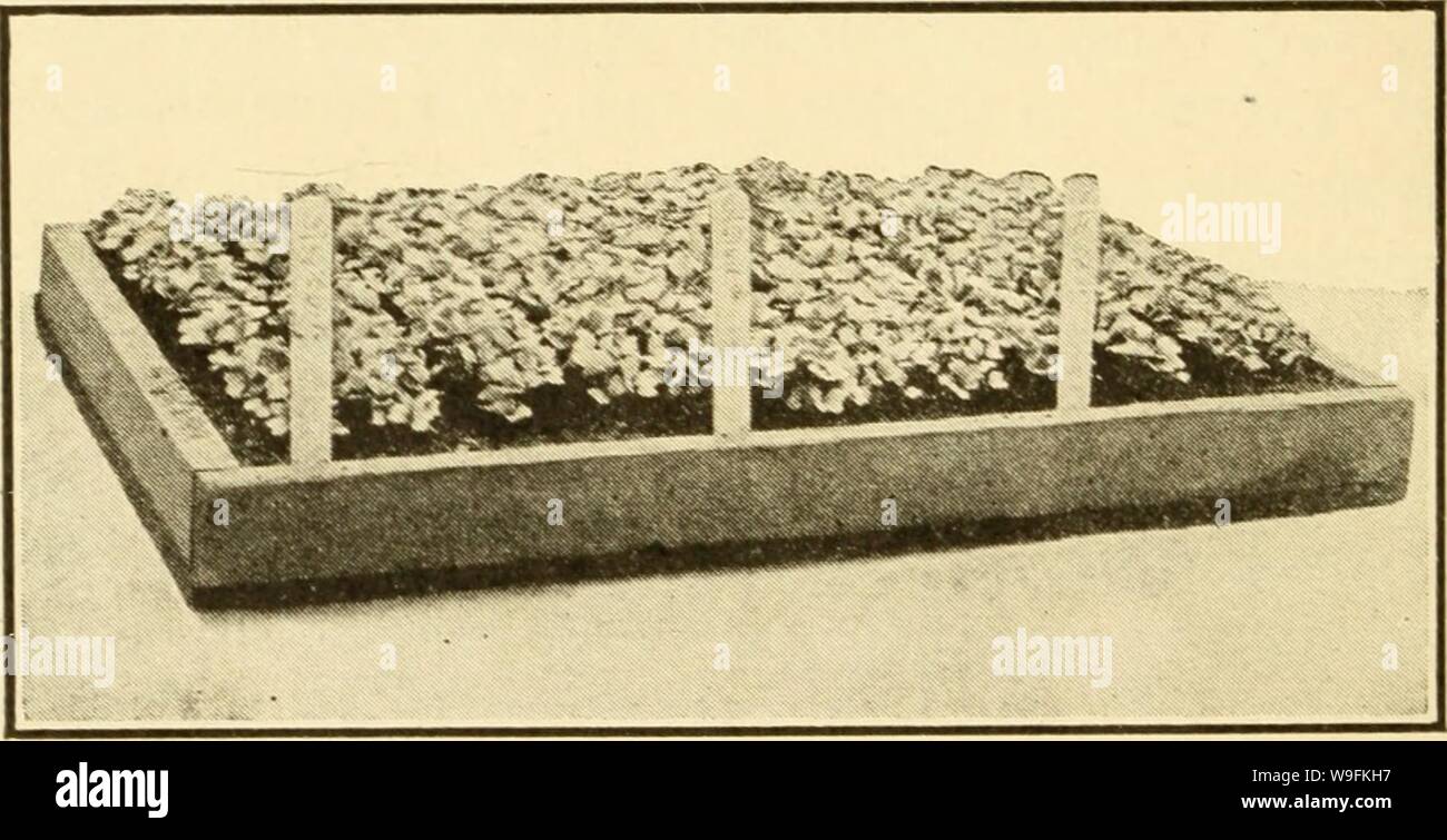Archive image from page 51 of Culinary herbs; (1912). Culinary herbs; culinaryherbs00kain Year: 1912 ( 32 CULINARY HERBS chicory and nasturtium flowers alone or resting upon parsley or other delicate foliage. So much by way of digression. PROPAGATION SEEDS Most herbs may be readily propagated by means of seeds. Some, however, such as tarragon, which does not produce seed, and several other perennial kinds, are propagated by division, layers, or cuttings. Flat of Seedlings Ready to Be Transplanted In general, propagation by means of seed is consid- ered most satisfactory. Since the seeds in Stock Photo