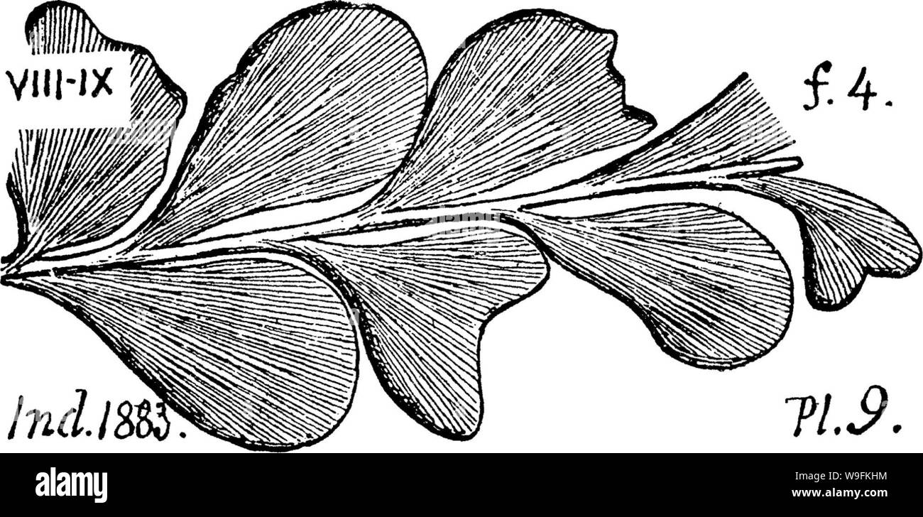 Archive image from page 51 of A dictionary of the fossils Stock Photo