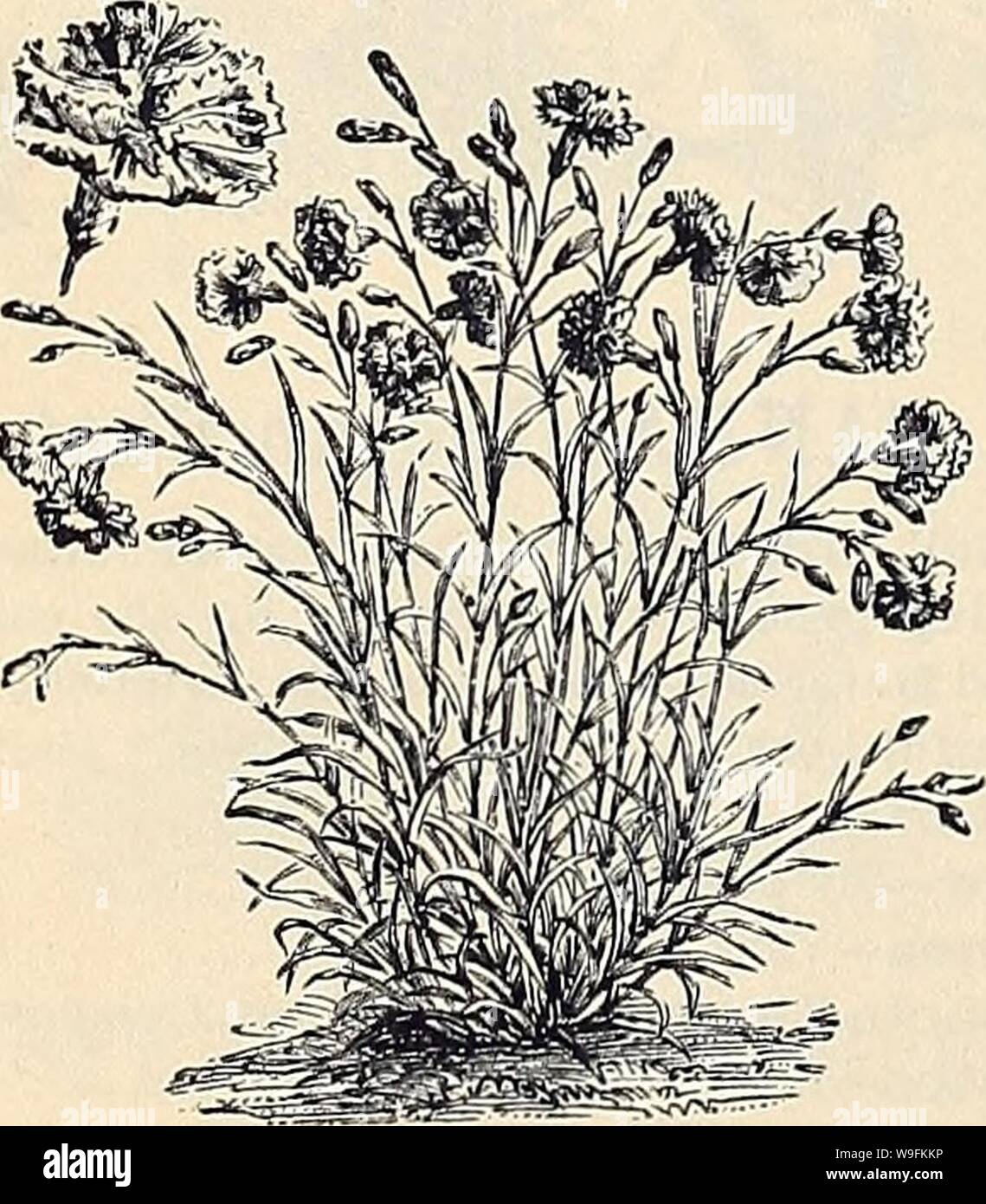 Archive image from page 51 of Currie Bros' horticultural guide . Currie Bros.' horticultural guide : spring 1888  curriebroshortic1888curr Year: 1888 ( CANDYTUFT-Iberis. One of the most popular hardy annuals; it is of the easiest culture, and grown for a variety of pur- poses almost all the year around. Darlc Purple 5 Dunnett's Extra Crimson b Fragrant—Pure white, pinnated foliage Lilac—Dwarf, very compact 5 New Carmine—True to color 5 Rocket—Pure white, in large trusses 5 Rose—Rosy lilac 5 Tom Thumb—New Dwarf white 5 White—Very delicate... 5 Pine Mixed 5 Si-    CARNATION. An important and bea Stock Photo