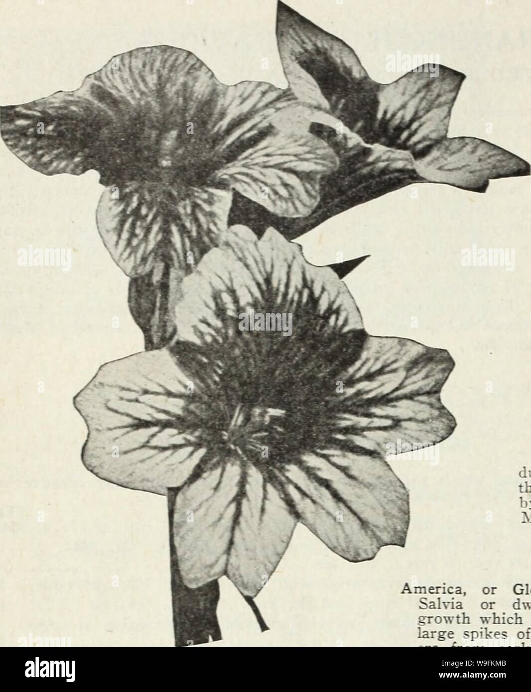 Archive image from page 51 of Currie's farm and garden annual. Currie's farm and garden annual : spring 1930  curriesfarmgarde19curr Year: 1930 ( SALPIGLOSSIS (PAINTED TONGUE) This is undoubtedly oue of the most attractive annuals and should be in every garden. The blossoms are tube-shaped much like a Pe- tunia but rivalling- the latter in the beautiful and unusual range of colors displayed. Each flower is gracefully netted, penciled and veined with golden-yellow and other shades. They bloom profusely during the entire season, and are excellent for cutting. Seed sown outdoors early in spring w Stock Photo