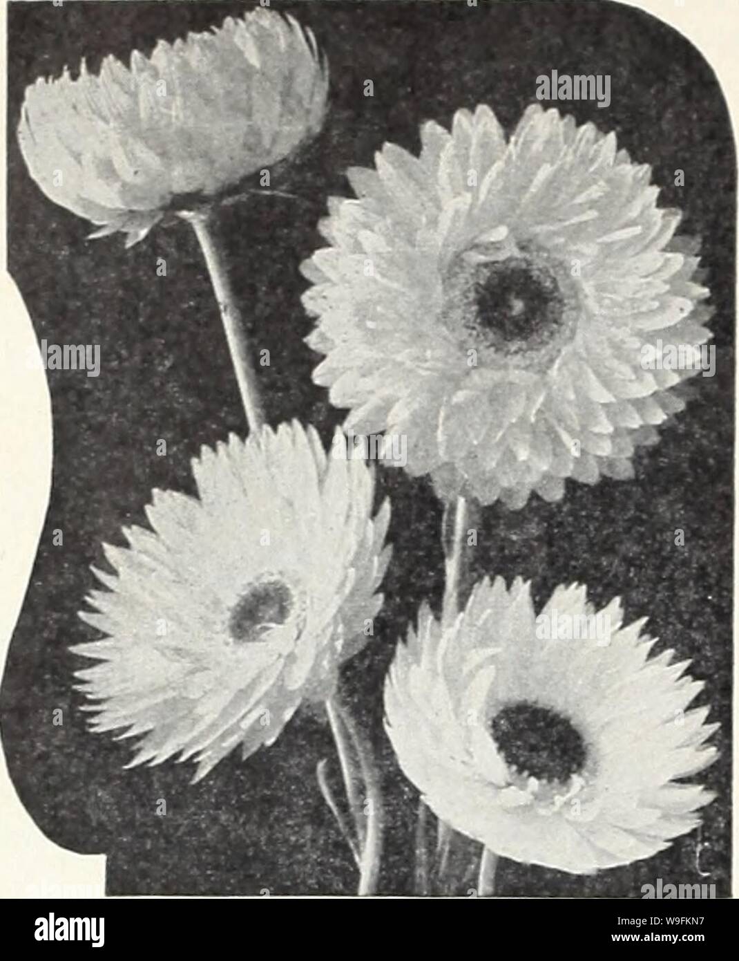 Archive image from page 51 of Currie's 65th year garden annual Stock Photo