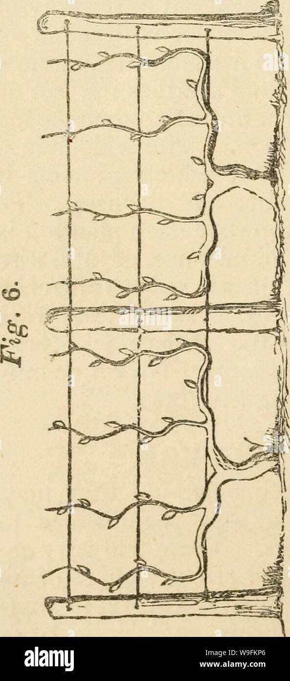 Archive image from page 51 of The cultivation of American grape Stock Photo