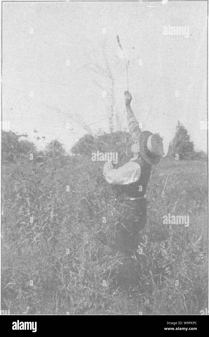 Archive image from page 51 of The truth about sweet clover; Stock Photo