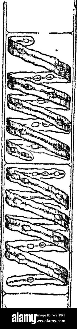 Archive image from page 51 of Principles of the anatomy and Stock Photo