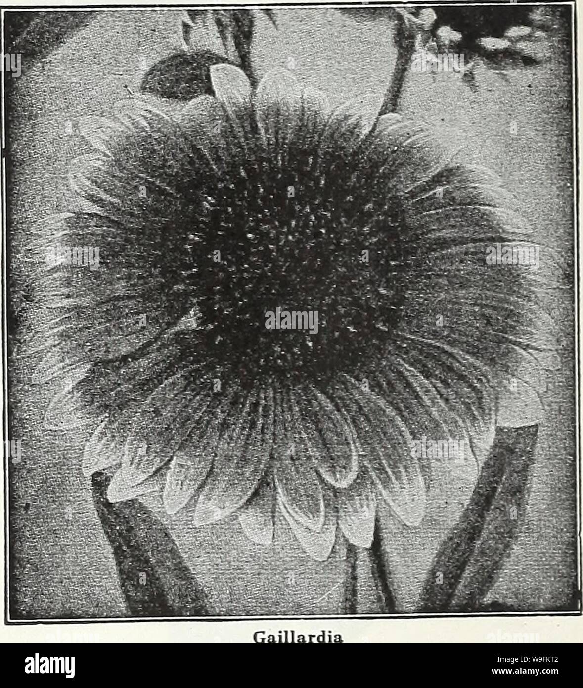 Archive image from page 51 of Currie's garden annual  62nd. Currie's garden annual : 62nd year spring 1937  curriesgardenann19curr 3 Year: 1937 ( Page 48 CURRIE BROTHERS CO MILWAUKEE, WIS GAILLARDIA THE DAZZLER—The flowers are very large, of dark, rich red with a bright orange tip on the end of each petal, mak- ing it a very attractive flower for florists and for table decoration. Seeds Pkt. 20c PORTOLA HYBRIDS—This superb new strain of perennial Gaillardias produces flowers of immense size, the colors ranging through shades of bronzy red, with golden tipped petals; splendid for cutting. Seeds Stock Photo