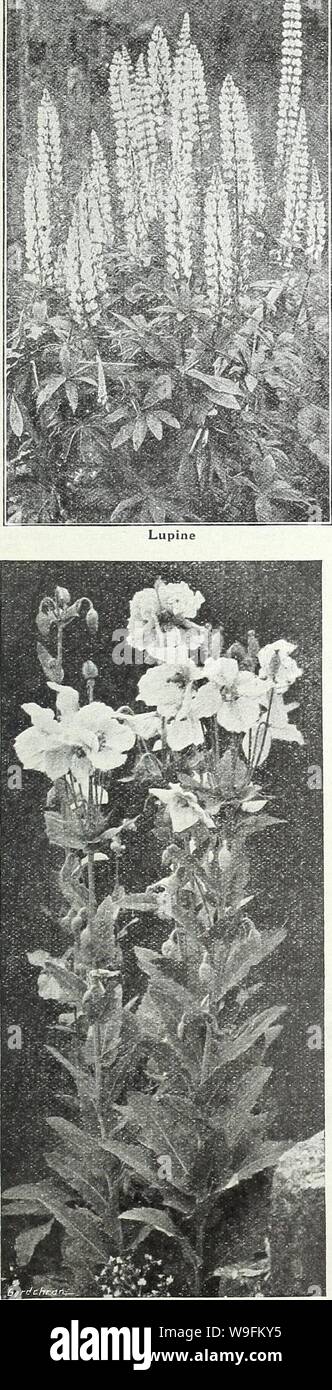 Archive image from page 52 of Currie Bros  fifty-eighth year. Currie Bros. : fifty-eighth year 1933  curriebrosfiftye19curr Year: 1933 ( MILWAUKEE I S C O N S I N Page 49    HYPERICUM (St. John's Wort) MOSERIANUM—A free-flowering plant of graceful habit, bearing rich, golden- yellow blossoms throughout the season. 2 feet. Plants, price, each, 30c; per REPTANS—A beautiful, trailing plant, with large, soft yellow flowers, tinged readish hne for rock work. July and August. Plants, price, each, 35c: per dozen, $3.50. HYPERICUM (Elegans) An elegant, hardy perennial with yellow flowers. Seeds Pkt. 1 Stock Photo