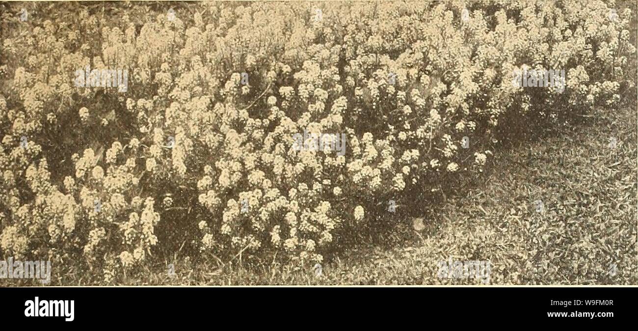 Archive image from page 52 of Currie's farm and garden annual. Currie's farm and garden annual : spring 1919 44th year  curriesfarmgarde19curr 2 Year: 1919 ( LIST OF TESTED GARDEN SEEDS FOR 1919. 47    AGERATUM Much prized for its constant succession of bloom throughout the year. It flowers equally well in summer and in winter, and has the further merit of being of the easiest culture. H. H. A. Pkt. Blue Perfection—An exceedingly fine, very dark blue variety; bushy in growth. Fine bedder 10 Albuin IVanum—Dwarf white, S inches... 5 Imperial DTvarf Blue—Very Dwarf, 6 inches 5 Alyssum, Carpet of Stock Photo