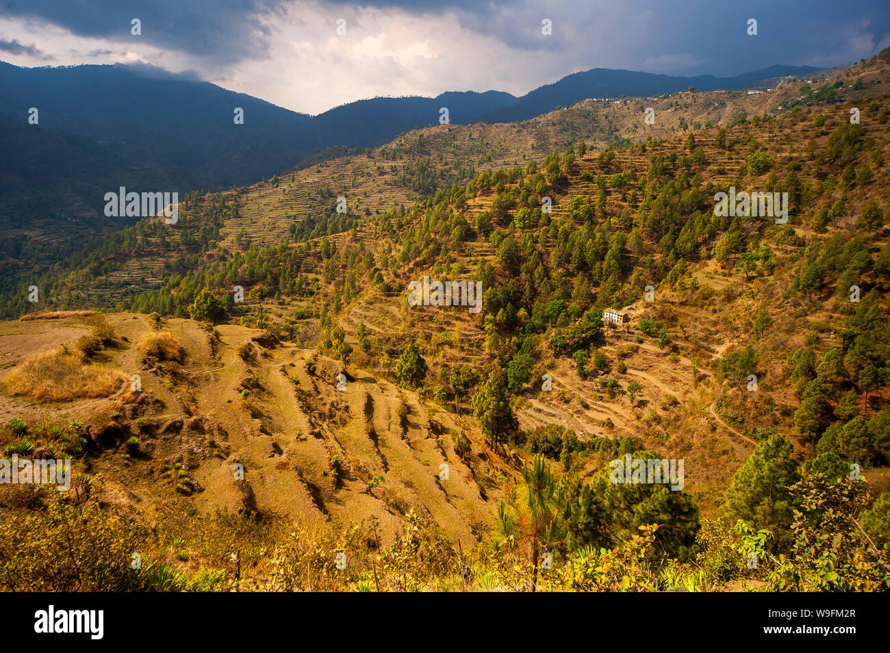 Terraced fields on Kumaon Hills, Uttarakhand, India Stock Photo Alamy