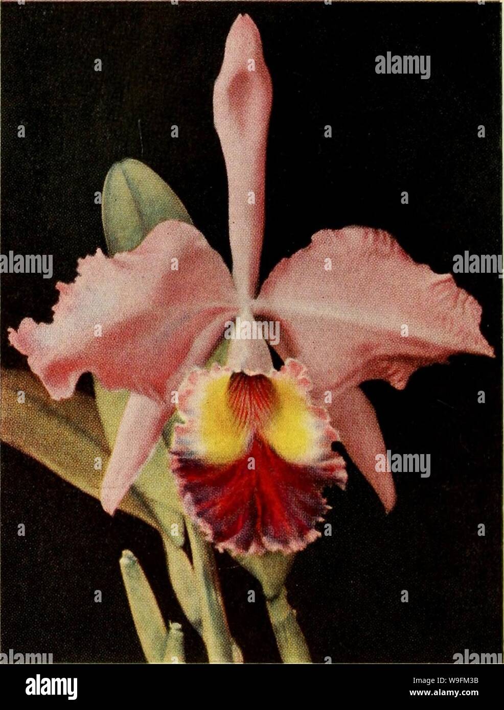 Archive image from page 53 of A cultural table of orchidaceous. A cultural table of orchidaceous plants  culturaltableofo00coxj Year: 1946 ( BRASSO-CATTLEYA. x. CLIFTONVILLE. Stock Photo