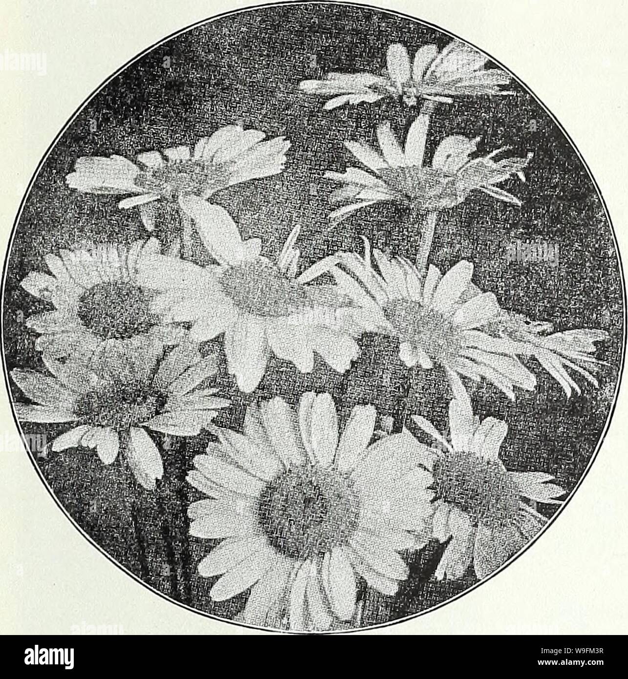 Archive image from page 52 of Currie's garden annual  spring. Currie's garden annual : spring 1936 61st year  curriesgardenann19curr 2 Year: 1936 ( CURRIE BROTHERS CO., MILWAUKEE, WIS. Page 47    ARABIS (Rock Cress) ALPINA—A hardy perennial and one of the earliest and pretti- est spring flowers. The spreading tufts are covered with a sheet of pure white flowers as soon as the snow disappears. Unequalled for rockeries or edging; withstands the drought, and is always neat. 6 inches. Plants, price, each, 25c; per doz., $2.50; seeds,  oz., 25c   Pkt. 10c AURICULA (Primula Auricula) A well-known fa Stock Photo