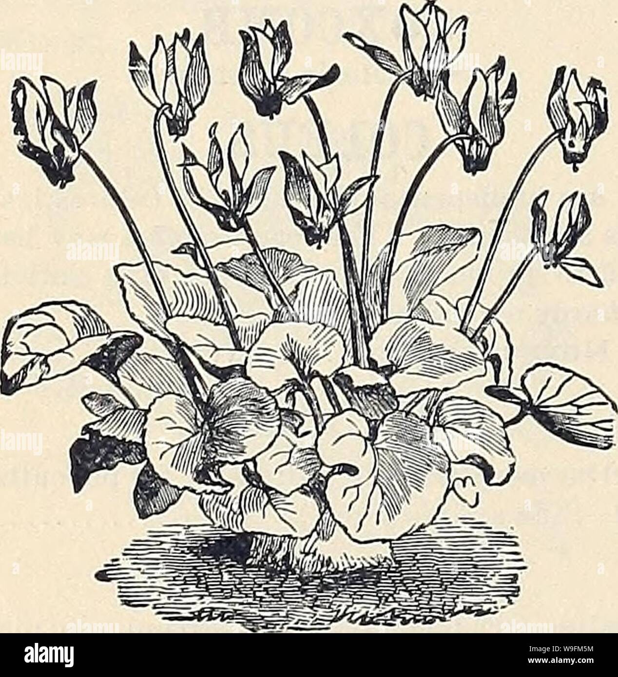 Archive image from page 53 of Currie Bros' horticultural guide . Currie Bros.' horticultural guide : spring 1888  curriebroshortic1888curr Year: 1888 ( CRUCIANELLA. A dwarf, free-flowering plant, useful for rock-work, vases, etc. Hardy perennial. Stylosa—Pink; from Persia; 1 foot 5 CUPHEA. Commonly called ' Lady Cigar Plant.' Our variety, however, is a great improvement on the old sort. Roezlil Grandiflora Superba—Grows S'/s feet high, and studded during winter with countless red blossoms 50 CUCUMIS. (See Ornamental Gourds.)    CYCLAMEN. Valuable pot plants, with Orchid-like blossoms of great Stock Photo