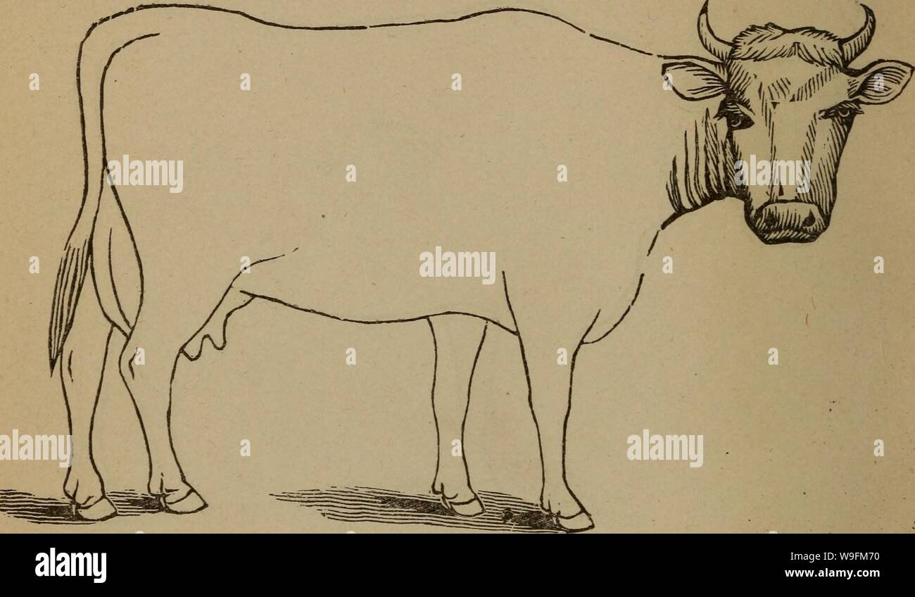 Archive image from page 53 of Cunningham's device for stockmen and. Cunningham's device for stockmen and farmers  cunninghamsdevi00cunn Year: 1882 ( DESCRIPTION Color Marks Weight Stock Photo