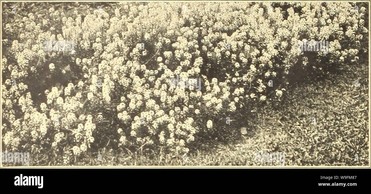 Archive image from page 53 of Currie's farm and garden annual. Currie's farm and garden annual : spring 1921 46th year  curriesfarmgarde19curr 4 Year: 1921 ( 48 CURRIE BROTHERS COMPANY, MILWAUKEE, WIS.    Alyssimi. Carpet of Snow. ALYSSUM AGROSTEMMA. Pkt. C'oeli Rosen (Rose of Heaven)—A free- flowering hardy annual of easy cul- ture, flowers on long slender stems, like a single pink; blooms the first season. 1 ft. H. A 5 AMPELOPSIS. Veitelili (Japanese or Boston Ivy)—A beautiful hardy climber. Foliage changes to very pretty shades of red and yellow during the fall 10 ANCHUSA. Capensls Atroeoer Stock Photo