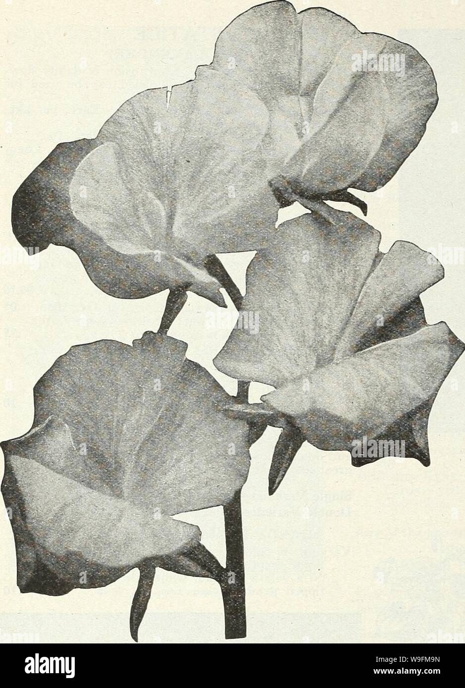 Archive image from page 53 of Currie's garden annual  spring. Currie's garden annual : spring 1931 56th year  curriesgardenann19curr Year: 1931 ( CURRIE BROTHERS CO. MILWAUKEE, WISCONSIN    SWEET PEAS Beautiful, Fragrant, Fashionable HOW TO GROW THEM Sweet Peas should be planted as early in spring as the ground can be worked. Rich loam with an abundance of well rotted manure is an ideal soil. A trench about 6 inches deep should be made, sowing the seed thinly in the bottom, and cover with an inch of soil, pressing it down firmly. Gradually fill in the trench as the plants grow, and thin out to Stock Photo
