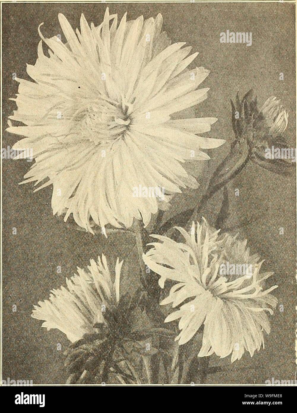 Archive image from page 54 of Currie's farm and garden annual. Currie's farm and garden annual : spring 1919 44th year  curriesfarmgarde19curr 2 Year: 1919 ( LIST OF CHOICE ASTER SEEDS FOR 1919. 49 CURRIE'S CHOICE ASTERS ASTERMUM. Pkt. A splendid new type of the Hohenzollern Aster, of im- mense size, 'with very full center. The plant reaches a height of from IS to 24 inches, growing- very straight, with strong, sturdy stems, starting near the base. We offer it in three colors. White, Pink, Laven- der and Mixed. Each, per pkt 15 One pkt. each color for 35 SEMPLES BRANCHING. A variety flowering Stock Photo