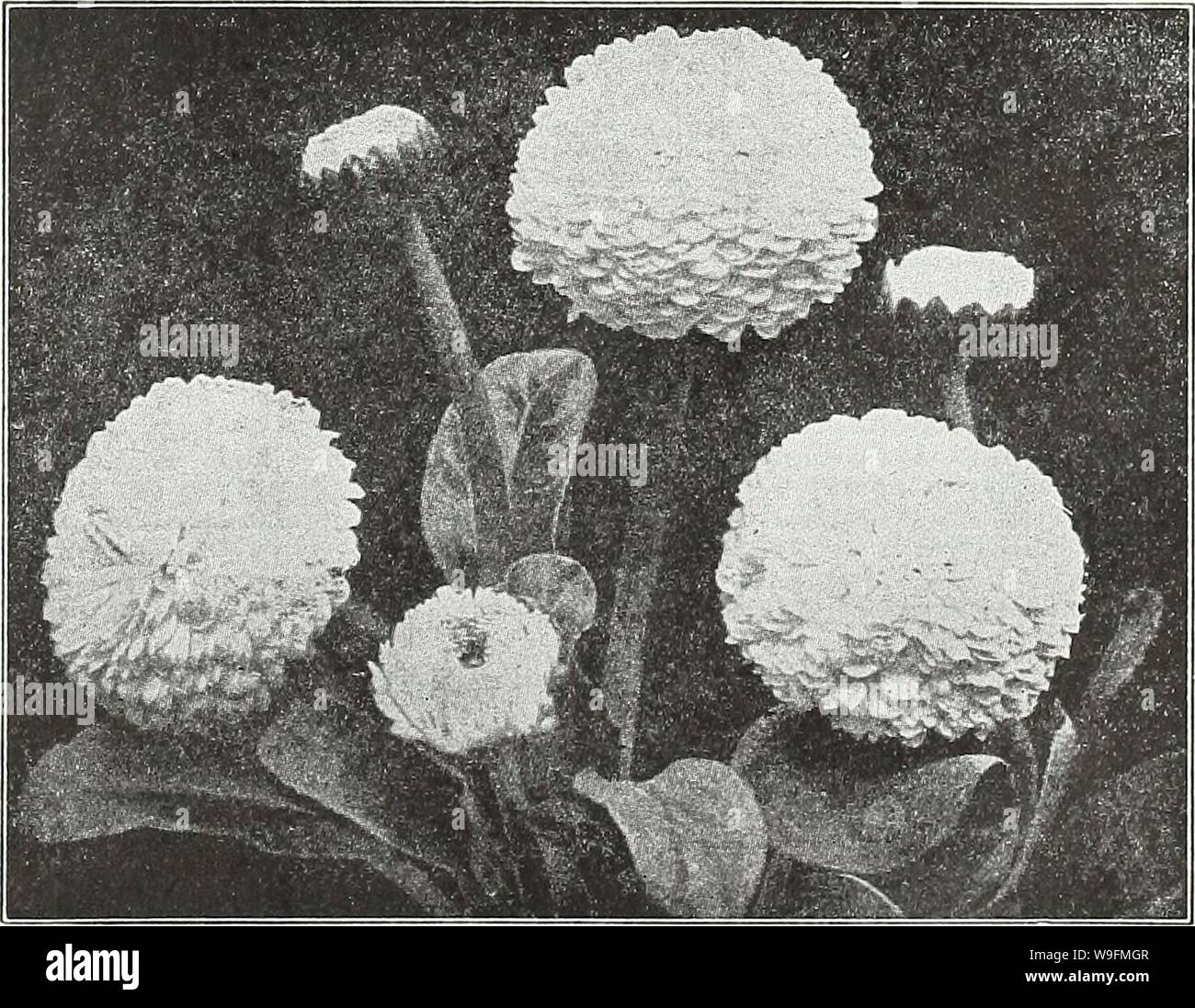 Archive image from page 54 of Currie's garden annual  spring. Currie's garden annual : spring 1936 61st year  curriesgardenann19curr 2 Year: 1936 ( CURRIE BROTHERS CO., MILWAUKEE, WIS Page 49 r /-&gt; r  •-i 2 € x l i- 4 yv&gt; T I Coreopsis—'Mayfield Giant' HARDY PERENNIAL CANDYTUFT GIBRALTRICA - SEMPERVIRENS White, shading CATANANCHE Charming, hardy perennial, attaining about 3 feet in height. Excellent for cutting or as a border plant. BICOLOR—Blue and white flowers. Seeds Pkt. 15c COERULEA—Blue flowers. Seeds Pkt. 15c CRUCIANELLA (Crosswort) STYLOSA—Hardy perennial, suitable for rock wor Stock Photo