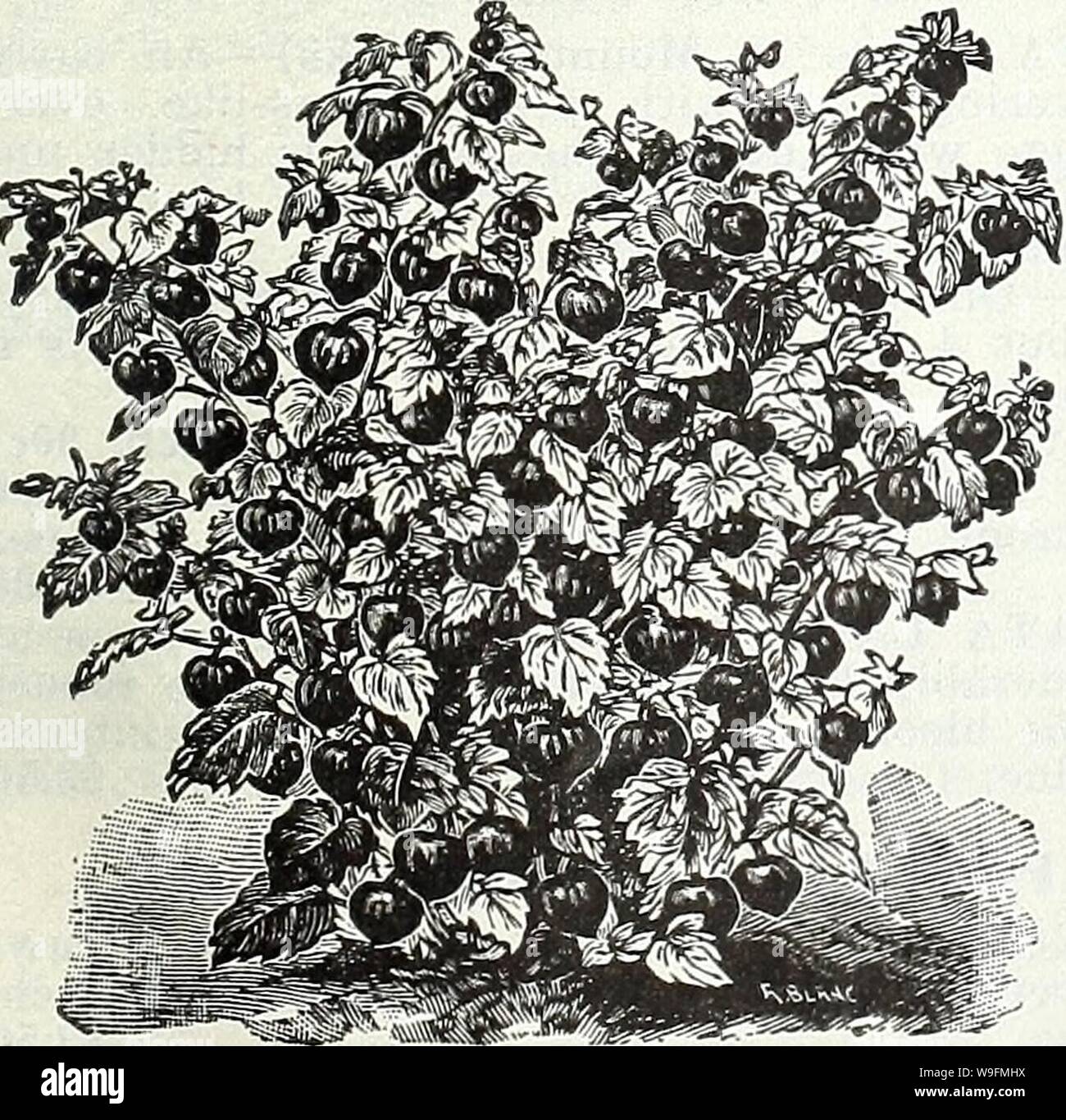 Archive image from page 54 of Currie's garden annual  spring,. Currie's garden annual : spring, 1935 60th year  curriesgardenann19curr 1 Year: 1935 ( CURRIE BROTHERS CO., MILWAUKEE, WIS, Page 51 MONARDA (Bergamot) DIDYMA, CAMBRIDGE SCARLET (Oswego Tea)—Brilliant crimson-scarlet. ROSEA (Bee Balm)—Deep rose colored. VIOLACEA—Bright amaranth red. Plants, price, each, 25c; per doz. $2.50 MYOSOTIS (Forget-me-not) OENOTHERA (Evening Primrose) Free-flowering, hardy plants, the flowers opening towards evening and early morning. LAMARCKIANA—Bears spikes of large, bright yellow flowers profusely. Hardy Stock Photo