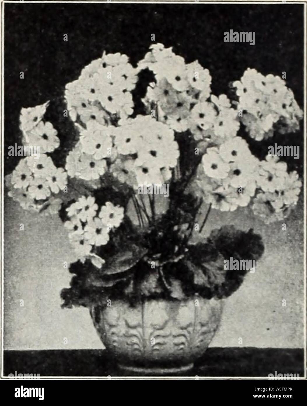 Archive image from page 55 of Currie's 65th year garden annual. Currie's 65th year garden annual  curries65thyearg19curr Year: 1940 ( PRIMULA OBCONICA GIGANTEA Finest of the Obconico or Everbloom- ing Primroses. Blooms ore extremely large. GIGANTEA HYBRIDA MIXED—Pkt., PRIMULA KEWENSIS A very fragront soft yellow variety of the ever-blooming type; the flower stems often 12' to 15' in length. Verbena scented. Pkt., 20c. PRIMULA MALACOIDES (Giant Baby Primrose)—The flowers, of a pretty light lilac, are borne in whorls. Pkt., 25e. PRIMROSE GIANT FRINGED CHINESE—Chinese Primroses are among our fine Stock Photo