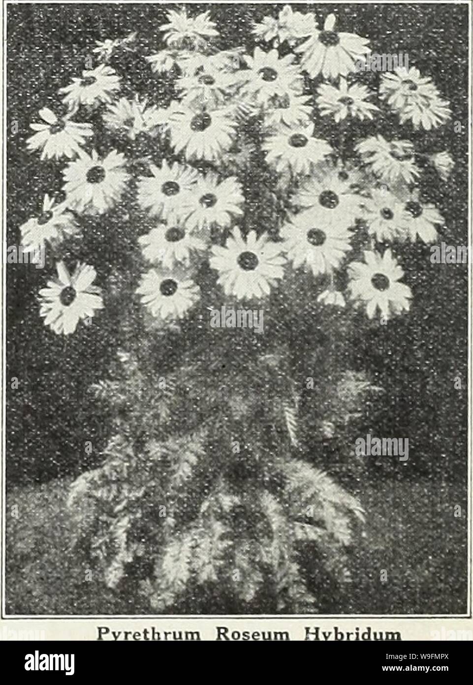 Archive image from page 55 of Currie Bros  fifty-eighth year. Currie Bros. : fifty-eighth year 1933  curriebrosfiftye19curr Year: 1933 ( HARDY PREVIROSES Hardy Primrose PYRETHRUM The hardy Primroses flowers. They require ; the rock garden. PRIMULA JAPONICA HYBRIDA—A magnificent strain of hardy Japanese Primroses. The colors range from pure white, through shades of pink to deep crimson. Seeds Pkt. 15c AURICULA (Primula Auricula)—Finest mixed. Seeds Pkt. 10c COWSLIP (Primula Veris)—Early spring flowering, finest mixed. Plants, price, each, 25c; Seeds Pkt. 10c POLYANTHUS (Primula Elatior)—Bunch-f Stock Photo