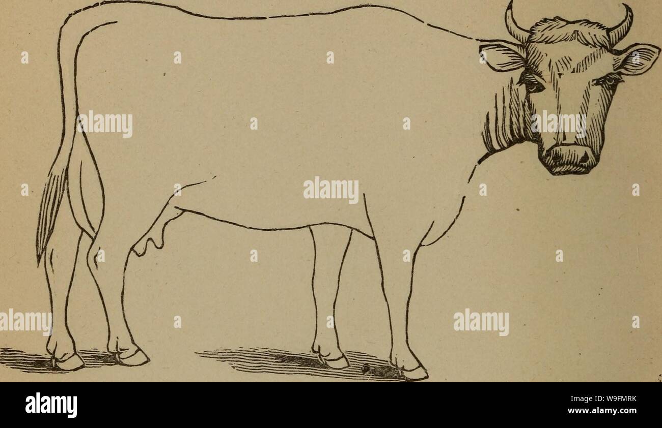 Archive image from page 55 of Cunningham's device for stockmen and. Cunningham's device for stockmen and farmers  cunninghamsdevi00cunn Year: 1882 ( DESCRIPTION Color. . Marks., Weight Stock Photo