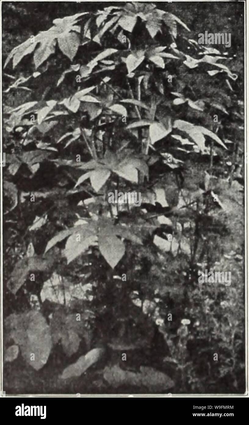 Archive image from page 55 of Currie's 65th year garden annual. Currie's 65th year garden annual  curries65thyearg19curr Year: 1940 ( PORTULACA (Moss Rose) One of the finest hardy annuo! plants, of easy culture, thriving best on a rather rich, light loam or sandy soil, and luxuriating in an exposed, sunny situation; the flowers ore of the rich- est colors, and produced throughout the summer in great profusion; fine for massing in beds, edgings or rock- work. Large Flowering Single White Pink Yellow Scarlet Price, each of the above, V4 oz., 30c; Pkt., 10c; Any 3 Pkts., 25c. GIANT PARANA — The f Stock Photo