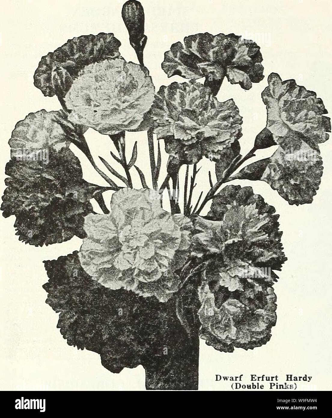 Archive image from page 55 of Currie's garden annual  spring. Currie's garden annual : spring 1936 61st year  curriesgardenann19curr 2 Year: 1936 ( Page 50 CURRIE BROTHERS CO., MILWAUKEE, WIS.    DIANTHUS GARDEN PINKS These low-growing early-flowering hardy pinks are especially desirable for the edges of herbaceous borders, where they can remain undisturbed for many years. The flowers have a de- licious, spicy fragrance, fine for cutting. CAESIUS (Cheddar Pink)—Forms compact cushions of glaucous leaves and sweet-scented, rose-pink flowers in May and June; fine for the rock garden. Plants, pric Stock Photo