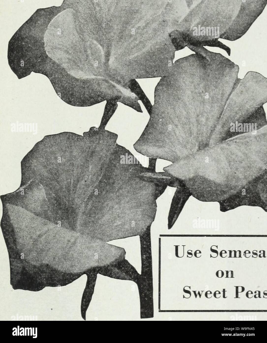Archive image from page 56 of Currie's farm and garden annual. Currie's farm and garden annual : spring 1930  curriesfarmgarde19curr Year: 1930 ( / &gt; &gt; m Use Semesan on Sweet Peas SWEET PEAS Beautiful, Fragrant, Fashionable HOW TO GROW THEM Sweet Peas should be planted as early in spring as the ground can be worked. Rich loam with an abundance of well rotted manure is an ideal soil. A trench about 6 inches deep should be made, sowing the seed thinly in the bottom, and cover with an inch of soil, pressing it down firmly. Gradually fill in the trench as the plants grow, and thin out to 2 t Stock Photo