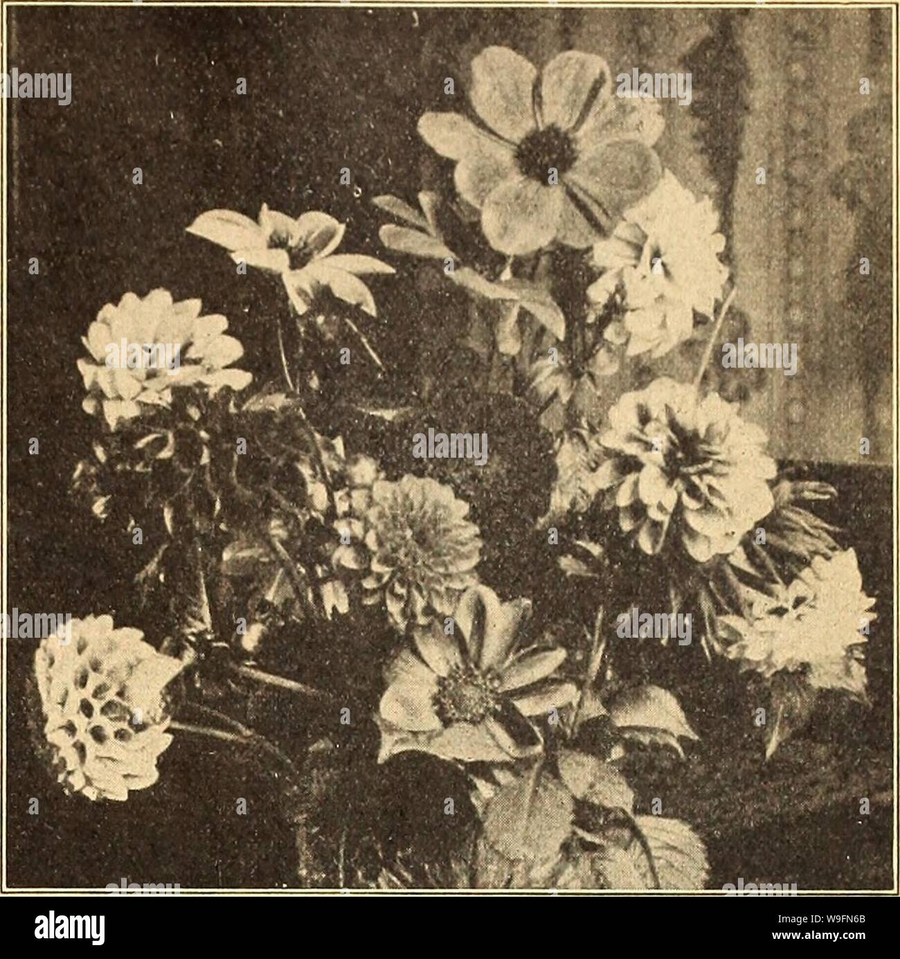 Archive image from page 56 of Currie's farm and garden annual. Currie's farm and garden annual : spring 1925 50th year  curriesfarmgarde19curr 8 Year: 1925 ( LIST OF CHOICE GARDEN SEEDS FOR 1925. 51 DAHLIA Bloom from Seed the First Season. For fine massing effects sow Unhlia Seed inside in March or April, transplanting to small pots and planting out when safe, setting a foot apart. Save roots of the most promising sorts. Dahlia. Coltiiess Hybrids—This splendid new class of single Dahlias, originated from the popular Dahlia, Coltness Gem. The plants are of neat compact habit, averaging about IS Stock Photo