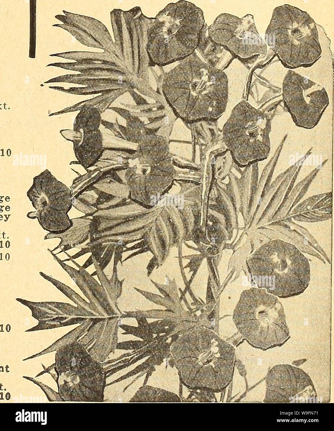 Archive image from page 56 of Currie's farm and garden annual. Currie's farm and garden annual : spring 1926  curriesfarmgarde19curr 9 Year: 1926 ( Calliopsis .or Coreopsis. THE CARDINAL CLIMBER. The most beautiful and brilliant annual climber ever sent out. It is a strong, rapid grower, attaining a height of 30 feet or more, with beautiful cut foliage and is literally covered with a blaze of circular, fiery cardinal flowers from mid-summer till frost. Sow the seed inside in March or April, each seed be- ing previously filed or notched to assist germination. Pkt. 15c; 2 pkts 25    The Cardinal Stock Photo